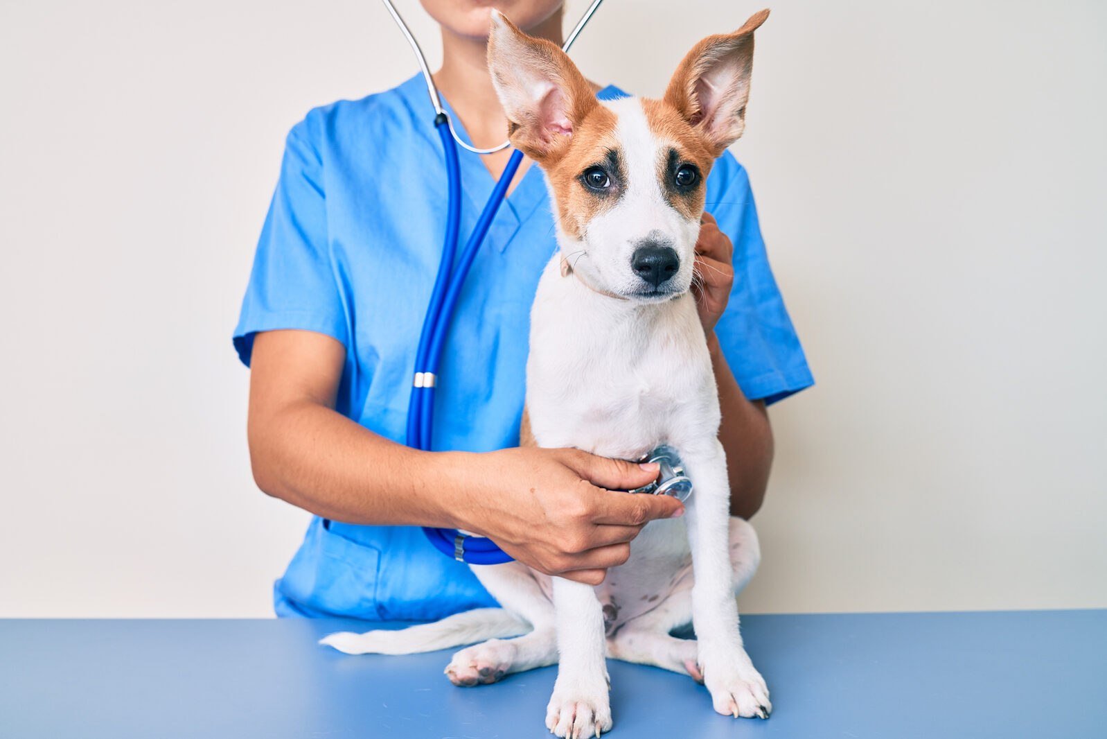 cani in camper: cosa fare prima della partenza