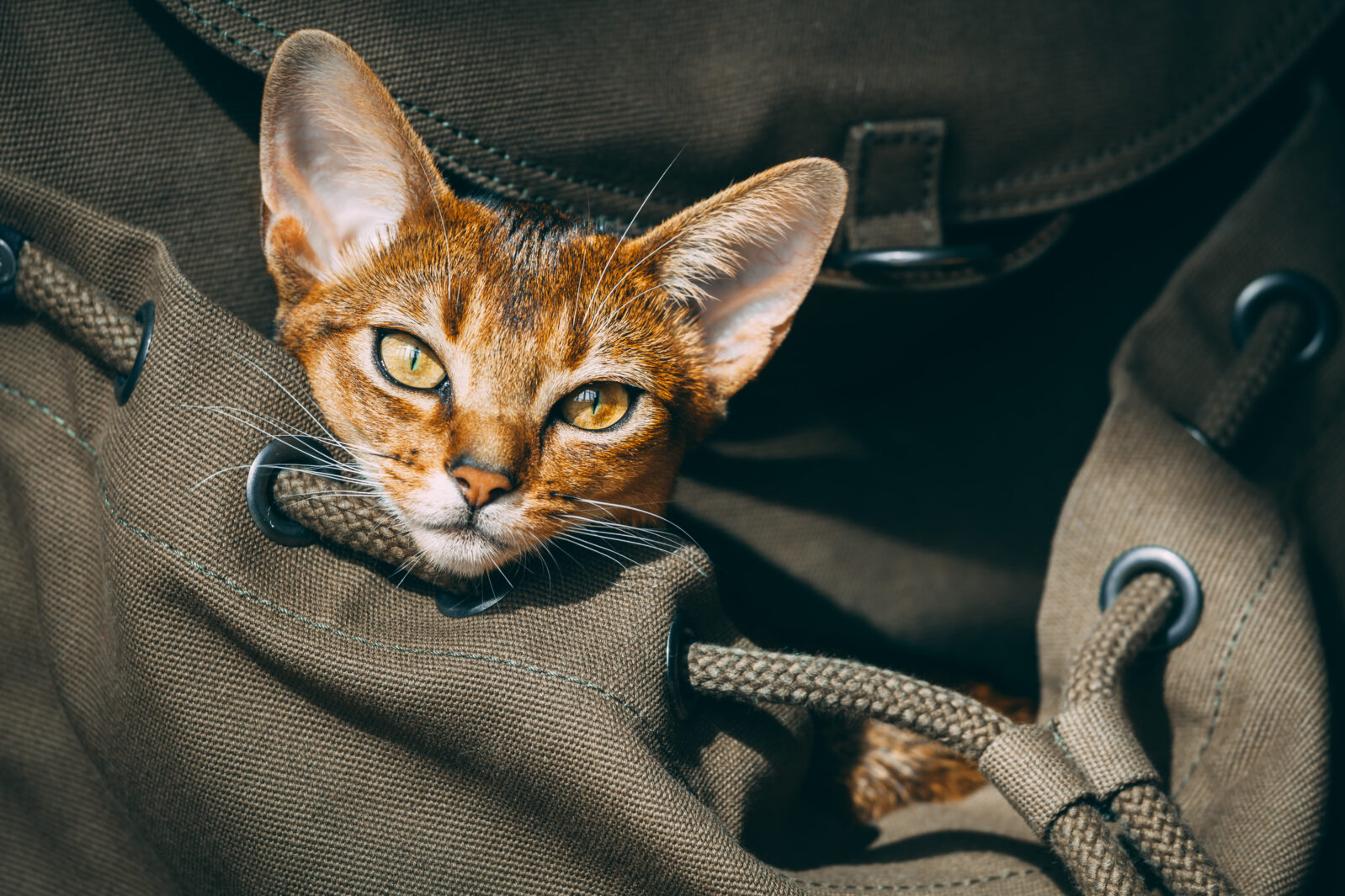 portare il gatto in camper: consigli