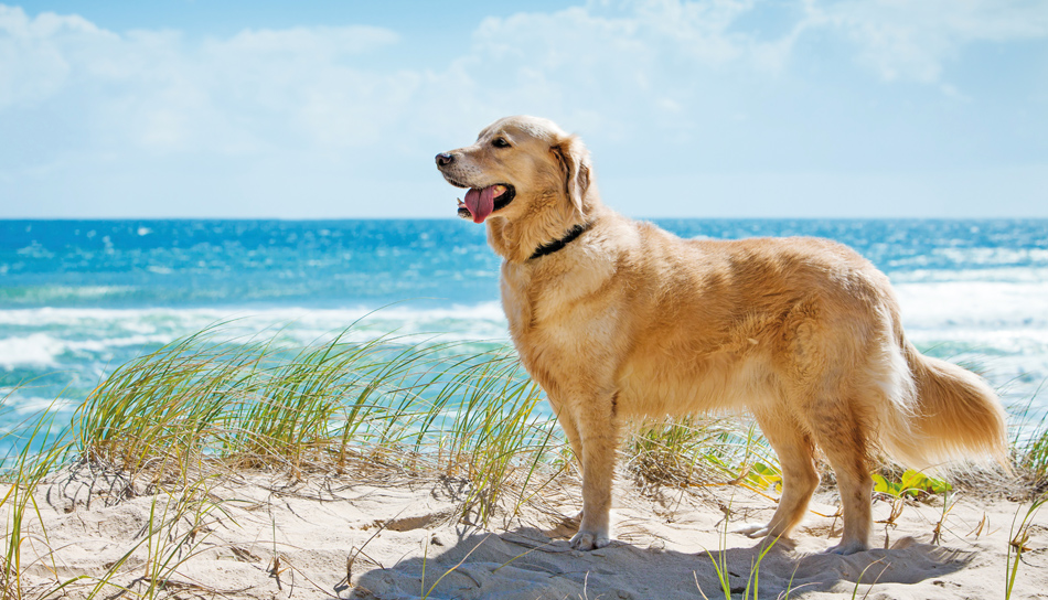dove mettere il cane in camper
